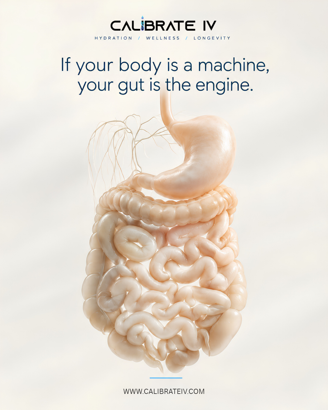 If Your Body Is a Machine, Is Your Gut the Engine? What Human Research Actually Says